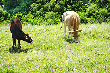 Image showing Cattle at pasture