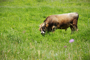 Image showing Fastened bull