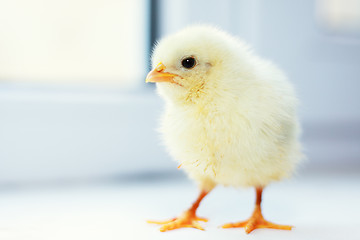 Image showing Chick walks at window