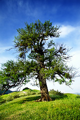 Image showing Old savage pear tree