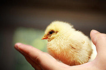 Image showing Chick on hand