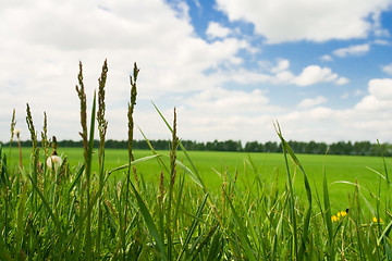 Image showing meadow