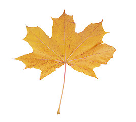 Image showing maple leaf