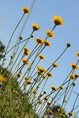 Image showing Yellow flowers