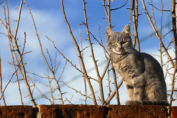 Image showing Cat sitting on wall