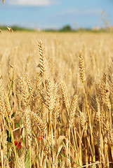 Image showing Wheat field