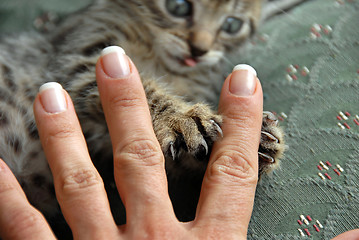 Image showing Claws and fingers