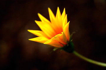 Image showing yellow flower