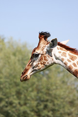 Image showing Giraffe head