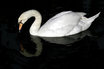 Image showing swan in the water