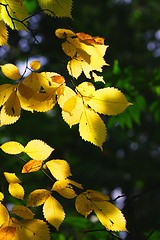 Image showing Yellow leaves in sunlight