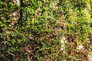 Image showing Moss