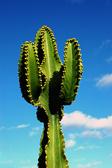 Image showing cactus tree