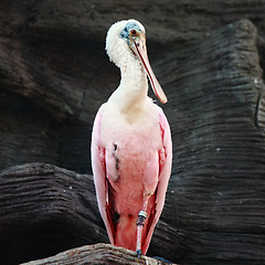Image showing Roseate spoonbill