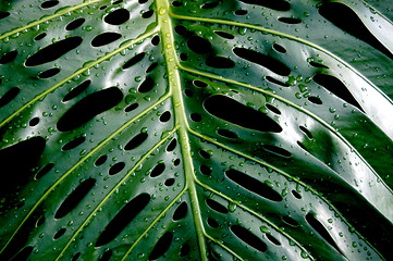 Image showing rain drops