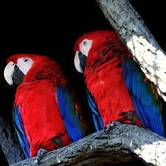 Image showing Two parrots closeup