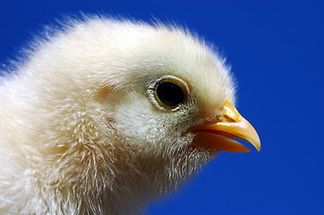 Image showing small chicken