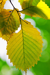 Image showing Leaf becomes yellow