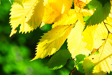 Image showing Yellow leaves