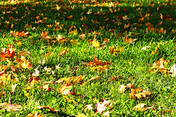 Image showing Maple leaves on grass