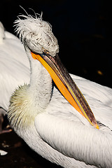 Image showing Pelican