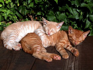 Image showing cats friends