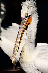 Image showing White pelican