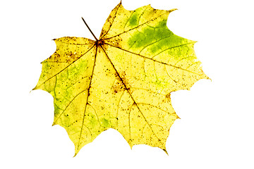 Image showing Yellow maple leaf