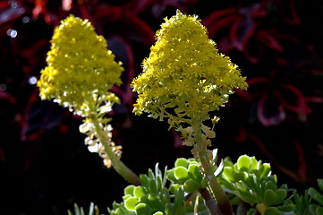 Image showing macro yellow flower