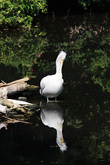 Image showing White pelican reflecting in pond