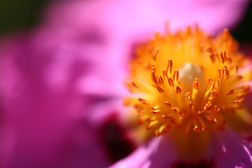 Image showing Pink Rockrose