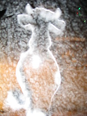 Image showing icy cow