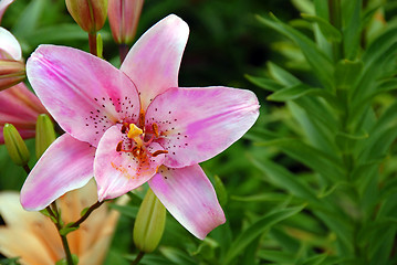 Image showing Pink lily closeup