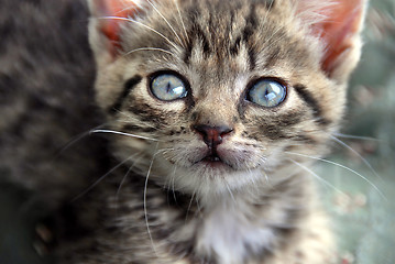 Image showing Kitten portrait