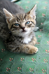 Image showing Kitten portrait