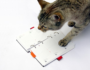 Image showing Cat reading notebook