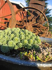 Image showing old planter and flowers