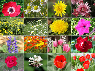 Image showing Flowers collage