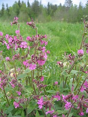 Image showing summer flowers