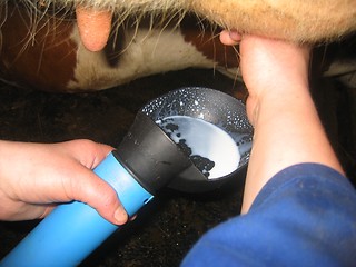 Image showing preparation of the milking