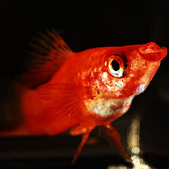 Image showing Sword-bearer fish