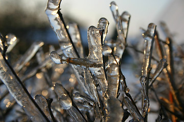 Image showing winter tree