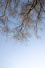 Image showing winter tree