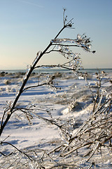 Image showing winter tree