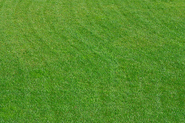 Image showing Close up image of fresh spring green grass