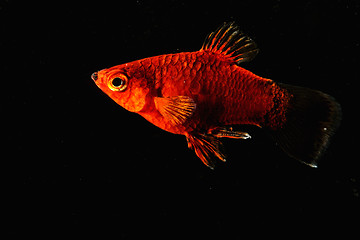 Image showing Red fish in dark water