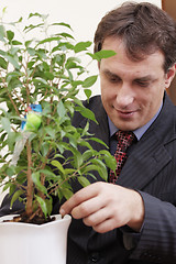 Image showing Businessman looking after indoor plant