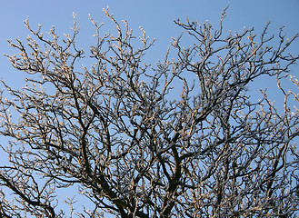 Image showing winter tree