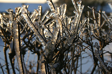 Image showing winter tree