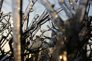 Image showing winter tree